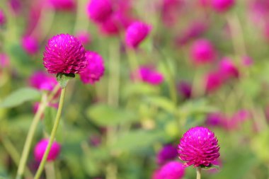 Closeup,Globe amaranth flower in the garden of King Rama IX park in Thailand