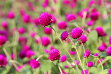 Closeup,Globe amaranth flower in the garden of King Rama IX park in Thailand