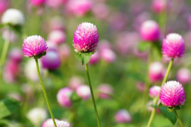 Closeup,Globe amaranth flower in the garden of King Rama IX park in Thailand