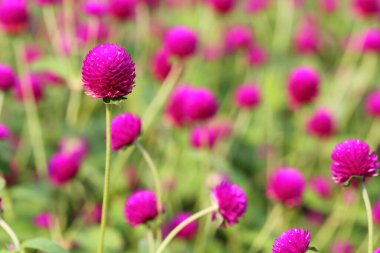 Closeup,Globe amaranth flower in the garden of King Rama IX park in Thailand