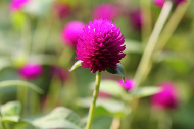 Closeup,Globe amaranth flower in the garden of King Rama IX park in Thailand