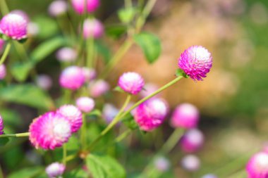 Closeup,Globe amaranth flower in the garden of King Rama IX park in Thailand