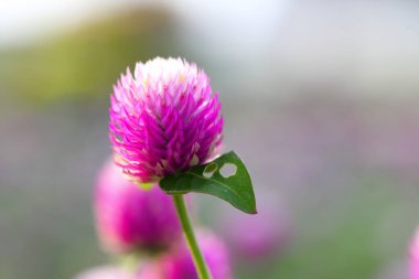 Closeup,Globe amaranth flower in the garden of King Rama IX park in Thailand