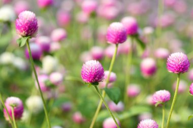 Closeup,Globe amaranth flower in the garden of King Rama IX park in Thailand