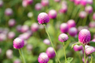 Closeup,Globe amaranth flower in the garden of King Rama IX park in Thailand