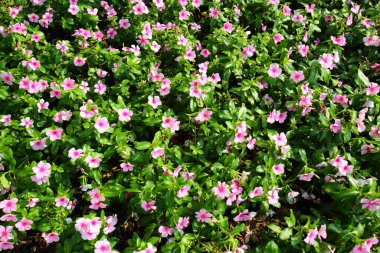 Dianthus,jolt pink magic flowers in King Rama IX park Thailand