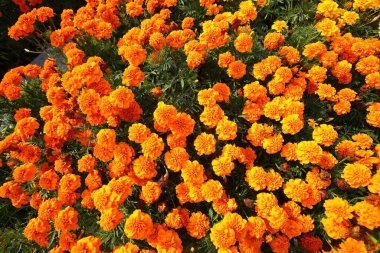 Closeup,Marigold flowers in the garden of King Rama IX park in Thailand