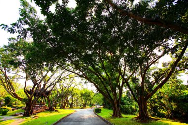 Corridor and shady big trees in Rama 9 Royal Park