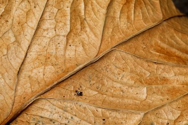 Kuyruk çiçeği yaprağı, kuru yaprak.