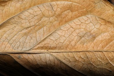 Kuyruk çiçeği yaprağı, kuru yaprak.