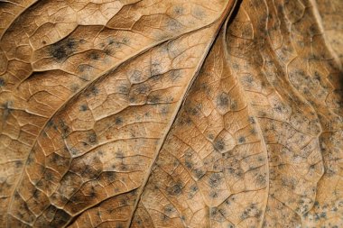 Kuyruk çiçeği yaprağı, kuru yaprak.