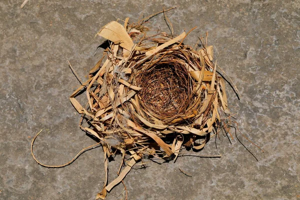 Bird Nest Background Hard Ground — Stock Photo, Image