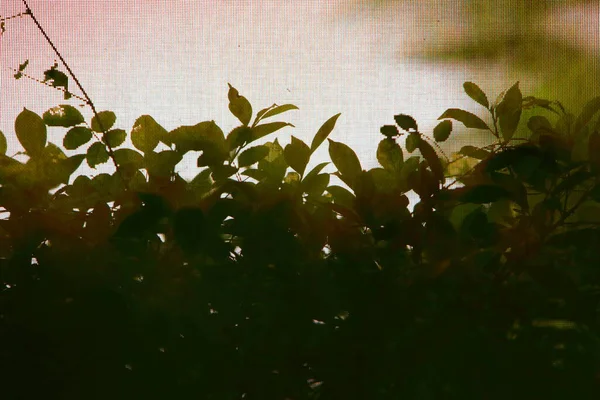 Силуэт Молодых Побегов Дерева Проходит Сквозь Тонкую Ткань — стоковое фото