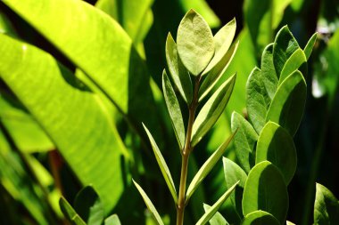 Zamioculcas Zamifolia çiçek bitkileri