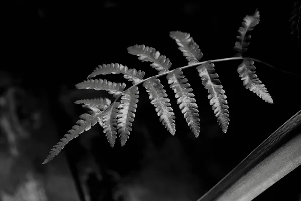 Fern Blad Svart Och Vitt — Stockfoto