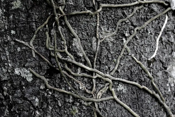 Árvore Radicular Tronco — Fotografia de Stock