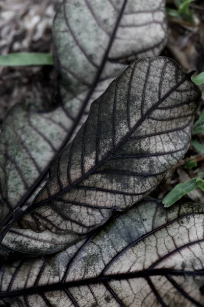 Сушеные Листья Газоне — стоковое фото