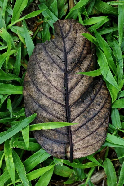 Torkade Löv Gräsmattan — Stockfoto