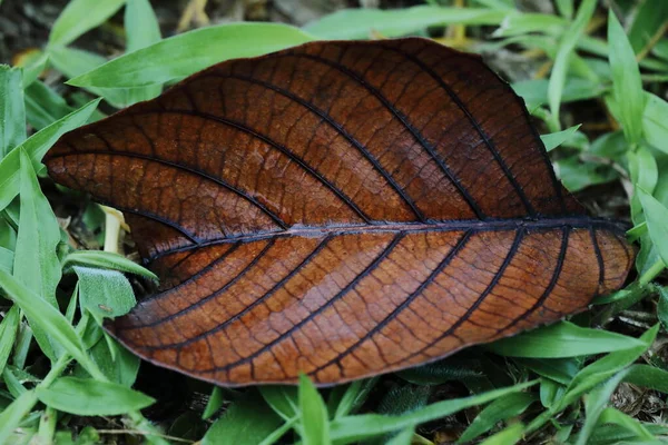 Сушеные Листья Газоне — стоковое фото
