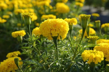 Bahçede taze kadife çiçekleri