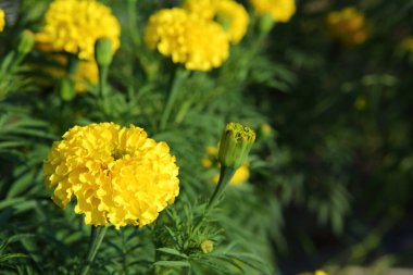 Bahçede taze kadife çiçekleri