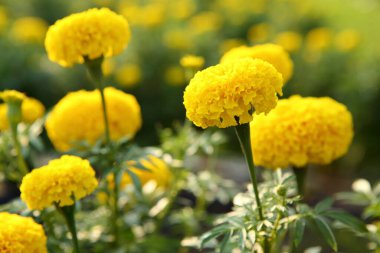 Bahçede taze kadife çiçekleri