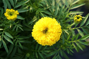 Bahçede taze kadife çiçekleri