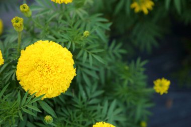 Bahçede taze kadife çiçekleri