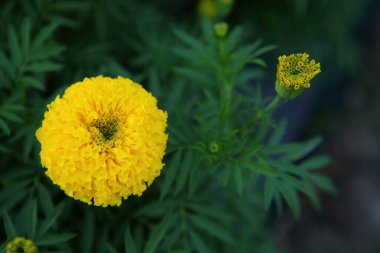 Bahçede taze kadife çiçekleri