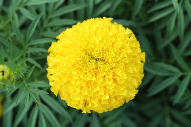 Bahçede taze kadife çiçekleri