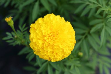 Bahçede taze kadife çiçekleri