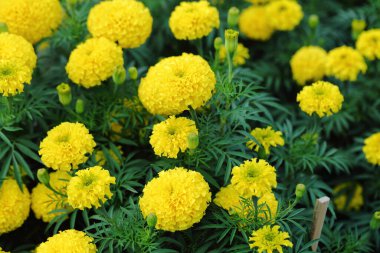 Bahçedeki parlak kadife çiçekleri