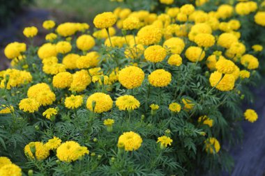 Bahçedeki parlak kadife çiçekleri