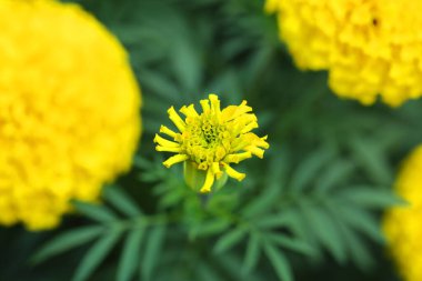 Bahçedeki parlak kadife çiçekleri