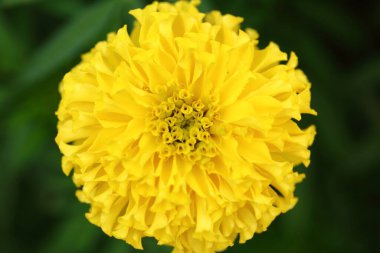 Bahçedeki parlak kadife çiçekleri