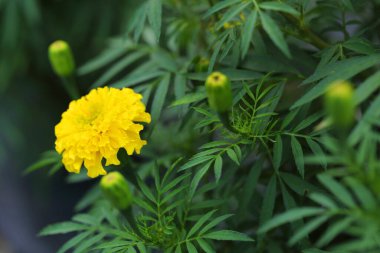 Bahçedeki parlak kadife çiçekleri