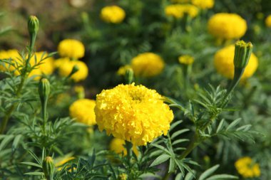 Bahçedeki parlak kadife çiçekleri