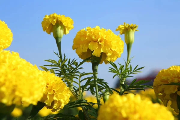 庭の新鮮なマリーゴールドの花 — ストック写真