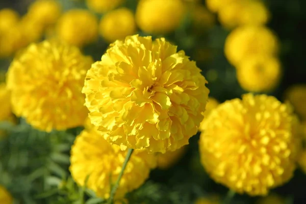 Flores Frescas Calêndula Jardim — Fotografia de Stock