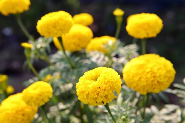 Flores Calêndula Frescas Jardim — Fotografia de Stock