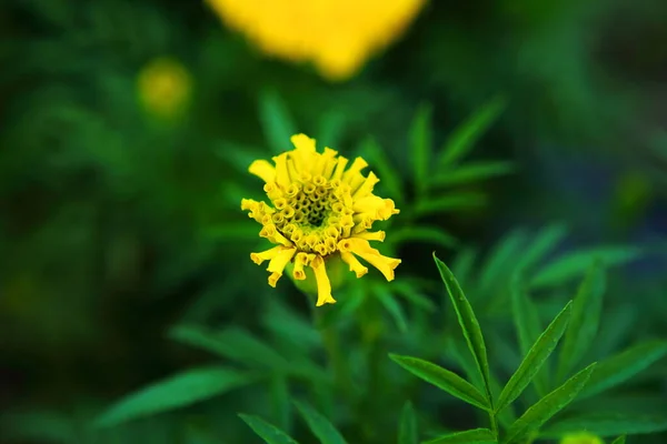 Flores Calêndula Frescas Jardim — Fotografia de Stock