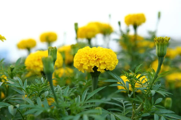 Frische Ringelblumen Garten — Stockfoto