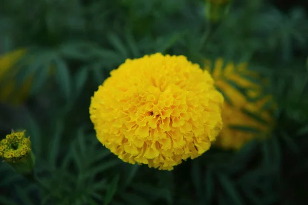 庭の新鮮なマリーゴールドの花 — ストック写真