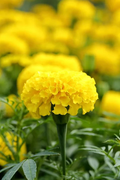 Fresh Marigold Flowers Garden — Stock Photo, Image