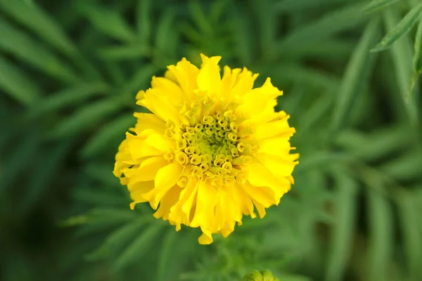 Flores Frescas Caléndula Jardín —  Fotos de Stock