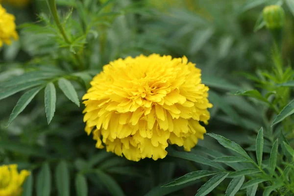 Flores Calêndula Frescas Jardim — Fotografia de Stock