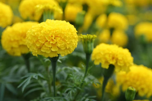 Flores Caléndula Brillantes Jardín —  Fotos de Stock