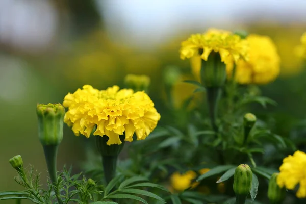 Flores Calêndulas Brilhantes Jardim — Fotografia de Stock