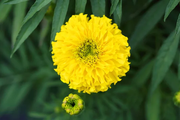 庭の鮮やかなマリーゴールドの花 — ストック写真