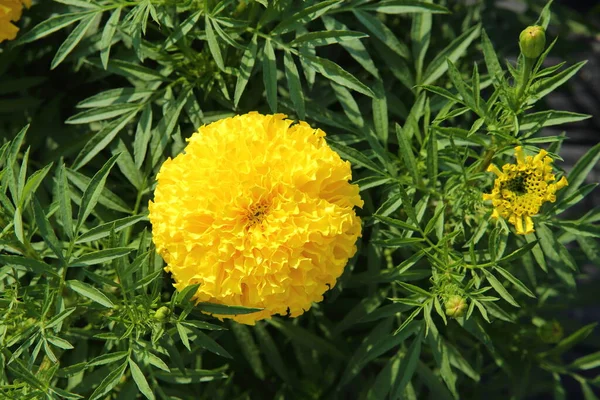 Fényes Körömvirág Virágok Kertben — Stock Fotó